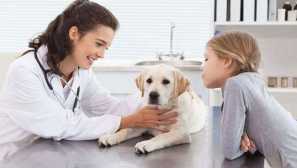 Profesionální onemocnění labradorů - druhy, symptomy, léčba